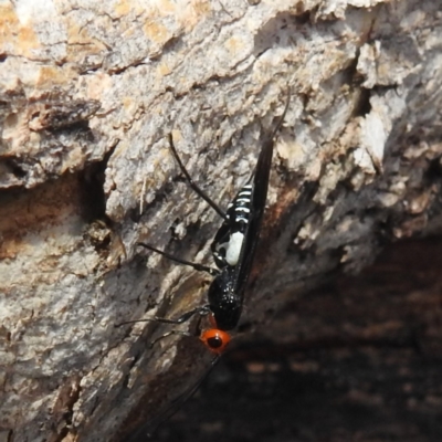 Braconidae (family) (Unidentified braconid wasp) at Kambah, ACT - 20 Feb 2024 by HelenCross