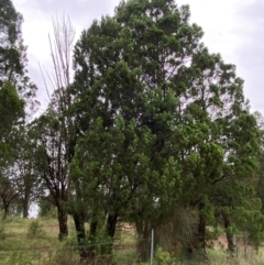 Callitris endlicheri (Black Cypress Pine) at Red Hill, ACT - 17 Jan 2024 by Tapirlord