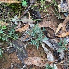 Swainsona sericea (Silky Swainson-Pea) at Red Hill Nature Reserve - 17 Jan 2024 by Tapirlord