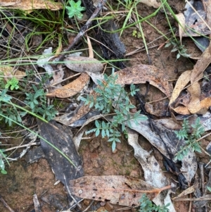 Swainsona sericea at Red Hill Nature Reserve - 17 Jan 2024