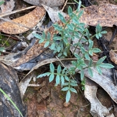 Swainsona sericea at Red Hill Nature Reserve - 17 Jan 2024