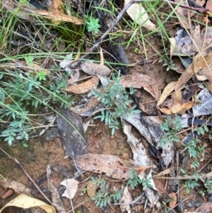 Swainsona sericea at Red Hill Nature Reserve - 17 Jan 2024