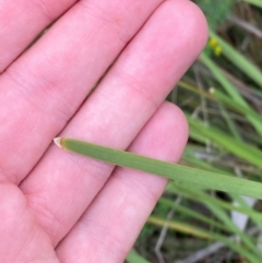 Lomandra multiflora (Many-flowered Matrush) at Red Hill Nature Reserve - 17 Jan 2024 by Tapirlord