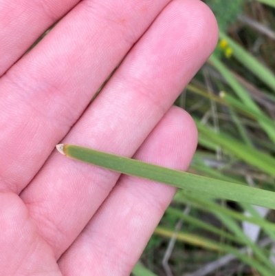 Lomandra multiflora (Many-flowered Matrush) at Red Hill, ACT - 17 Jan 2024 by Tapirlord