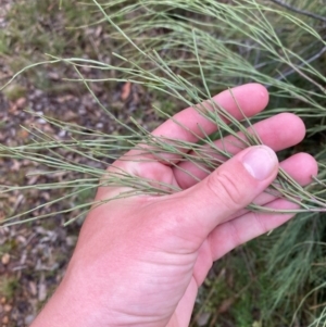 Exocarpos strictus at Red Hill Nature Reserve - 17 Jan 2024