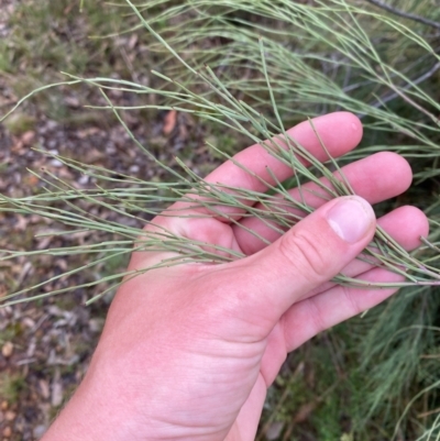 Exocarpos strictus (Dwarf Cherry) at Red Hill Nature Reserve - 17 Jan 2024 by Tapirlord