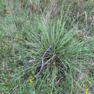 Exocarpos strictus at Red Hill Nature Reserve - 17 Jan 2024