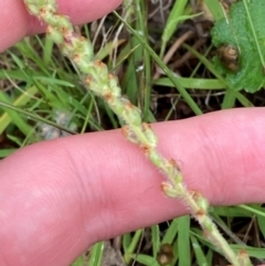 Plantago varia (Native Plaintain) at Federal Golf Course - 17 Jan 2024 by Tapirlord