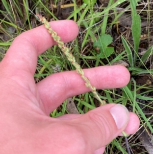 Plantago varia at Federal Golf Course - 17 Jan 2024