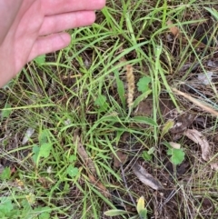 Plantago varia at Federal Golf Course - 17 Jan 2024