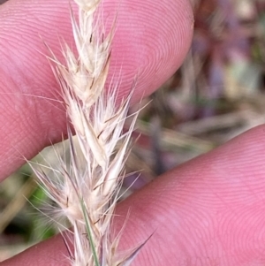 Rytidosperma fulvum at Garran, ACT - 15 Jan 2024 04:25 PM