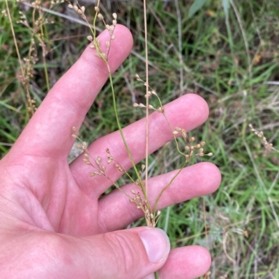 Juncus remotiflorus (A Rush) at Garran, ACT - 15 Jan 2024 by Tapirlord