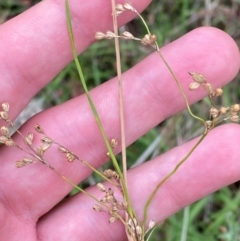 Juncus remotiflorus at Red Hill Nature Reserve - 15 Jan 2024