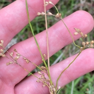 Juncus remotiflorus at Red Hill Nature Reserve - 15 Jan 2024