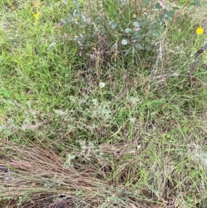 Juncus remotiflorus at Red Hill Nature Reserve - 15 Jan 2024