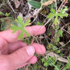 Geranium solanderi var. solanderi (Native Geranium) at GG144 - 15 Jan 2024 by Tapirlord