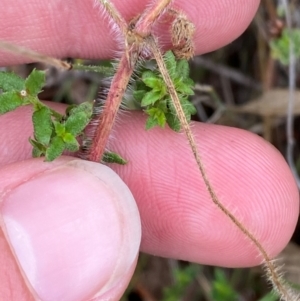 Geranium solanderi var. solanderi at GG144 - 15 Jan 2024