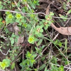 Pultenaea procumbens (Bush Pea) at Garran, ACT - 15 Jan 2024 by Tapirlord