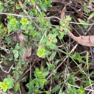 Pultenaea procumbens at Undefined Area - 15 Jan 2024 04:22 PM