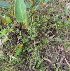Pultenaea procumbens at Undefined Area - 15 Jan 2024 04:22 PM