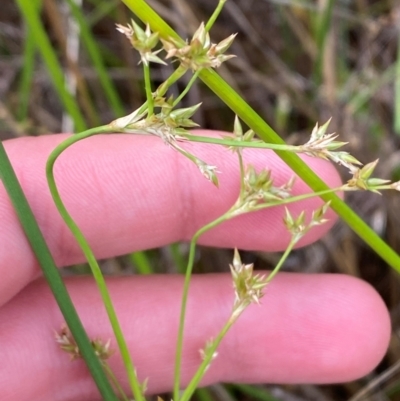 Juncus vaginatus (Clustered Rush) at Garran, ACT - 15 Jan 2024 by Tapirlord