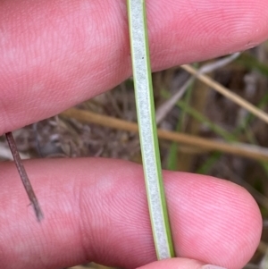 Juncus vaginatus at Red Hill Nature Reserve - 15 Jan 2024