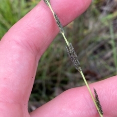 Sporobolus creber (Slender Rat's Tail Grass) at Garran, ACT - 15 Jan 2024 by Tapirlord