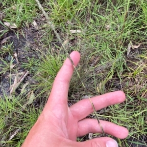 Sporobolus creber at Red Hill Nature Reserve - 15 Jan 2024 04:09 PM