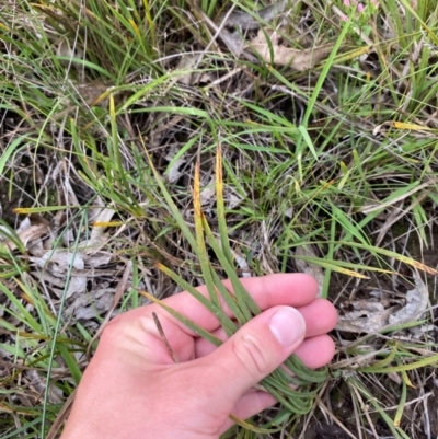 Lomandra filiformis subsp. coriacea (Wattle Matrush) at Red Hill Nature Reserve - 15 Jan 2024 by Tapirlord