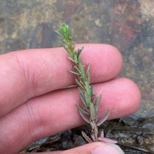 Lythrum hyssopifolia at Red Hill Nature Reserve - 15 Jan 2024