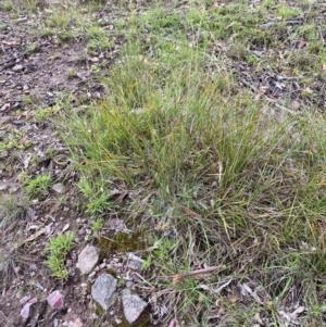 Lythrum hyssopifolia at Red Hill Nature Reserve - 15 Jan 2024