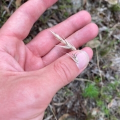 Rytidosperma duttonianum (Brown-back Wallaby Grass) at Garran, ACT - 15 Jan 2024 by Tapirlord