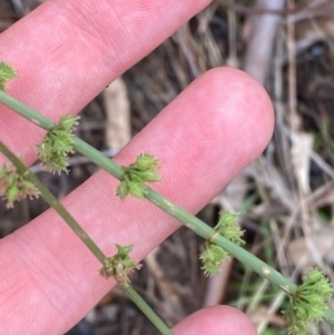 Rumex brownii at Red Hill Nature Reserve - 15 Jan 2024