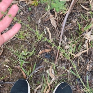 Rumex brownii at Red Hill Nature Reserve - 15 Jan 2024