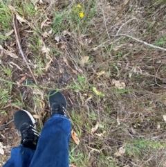 Rumex brownii at Red Hill Nature Reserve - 15 Jan 2024