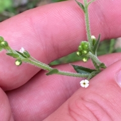 Hackelia suaveolens (Sweet Hounds Tongue) at Garran, ACT - 15 Jan 2024 by Tapirlord