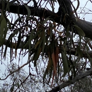 Amyema pendula subsp. pendula at Red Hill Nature Reserve - 15 Jan 2024 03:49 PM