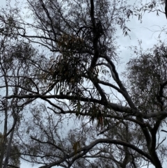 Amyema pendula subsp. pendula at Red Hill Nature Reserve - 15 Jan 2024 03:49 PM