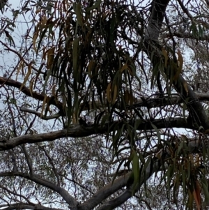 Amyema pendula subsp. pendula at Red Hill Nature Reserve - 15 Jan 2024 03:49 PM