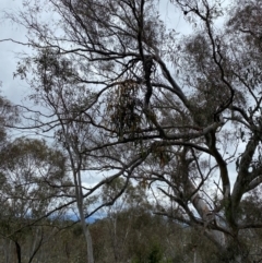 Amyema pendula subsp. pendula at Red Hill Nature Reserve - 15 Jan 2024 03:49 PM