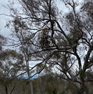 Amyema pendula subsp. pendula at Red Hill Nature Reserve - 15 Jan 2024 03:49 PM