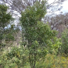 Acacia melanoxylon (Blackwood) at Garran, ACT - 15 Jan 2024 by Tapirlord