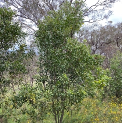 Acacia melanoxylon (Blackwood) at Garran, ACT - 15 Jan 2024 by Tapirlord