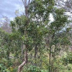 Acacia melanoxylon at Red Hill Nature Reserve - 15 Jan 2024