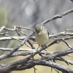 Pardalotus punctatus at Kosciuszko National Park - 21 Feb 2024