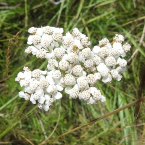 Achillea millefolium at Kosciuszko National Park - 21 Feb 2024 12:01 PM