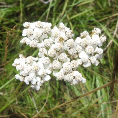 Achillea millefolium (Yarrow) at Kosciuszko National Park - 21 Feb 2024 by HelenCross
