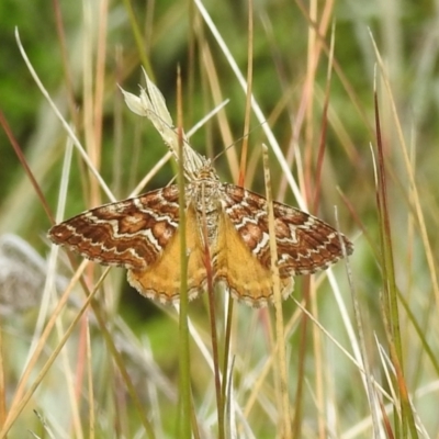 Chrysolarentia heliacaria (Heliacaria Carpet) at Kosciuszko National Park - 21 Feb 2024 by HelenCross