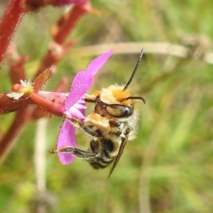 Megachile (Eutricharaea) maculariformis (Gold-tipped leafcutter bee) at Kosciuszko National Park - 21 Feb 2024 by HelenCross