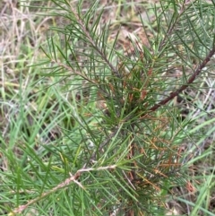 Hakea decurrens subsp. decurrens (Bushy Needlewood) at Red Hill Nature Reserve - 15 Jan 2024 by Tapirlord